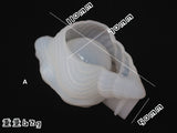 Seashell mould | Blender sponge holder mould | Powder sponge holder | Makeup sponge holder